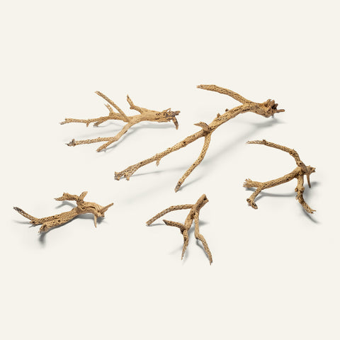Cholla Wood Tree | Natural Driftwood - Glass Aqua