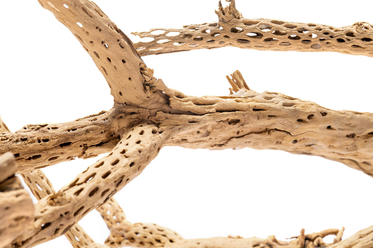 Cholla Wood Tree | Natural Driftwood - Glass Aqua