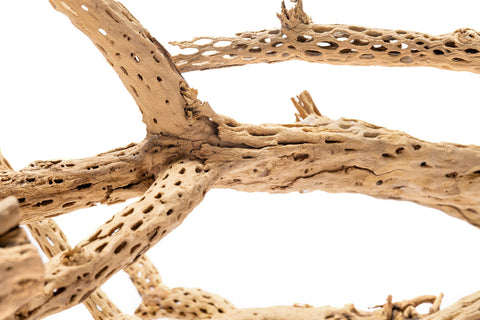 Cholla Wood Tree | Natural Driftwood - Glass Aqua