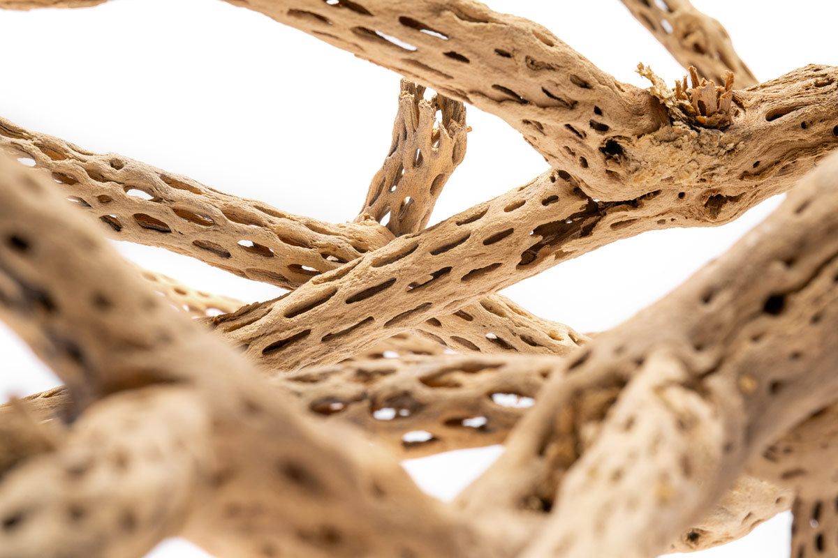 Cholla Wood Tree | Natural Driftwood - Glass Aqua