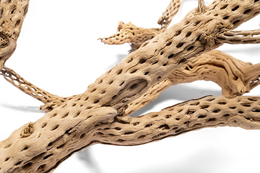 Cholla Wood Tree | Natural Driftwood - Glass Aqua