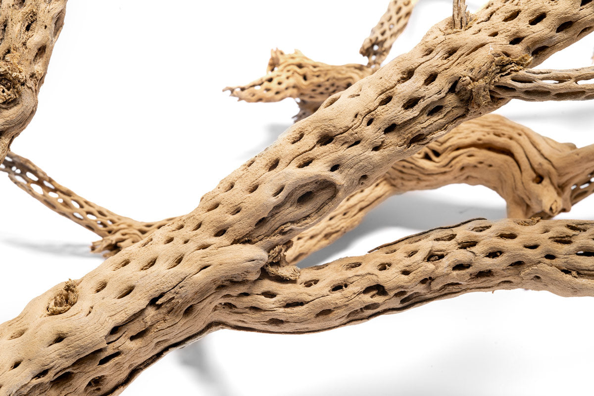 Cholla Wood Tree | Natural Driftwood - Glass Aqua