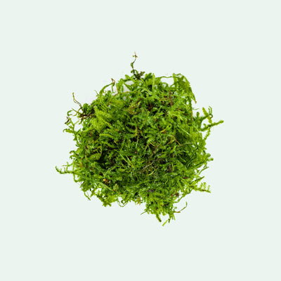 Christmas Moss - Glass Aqua