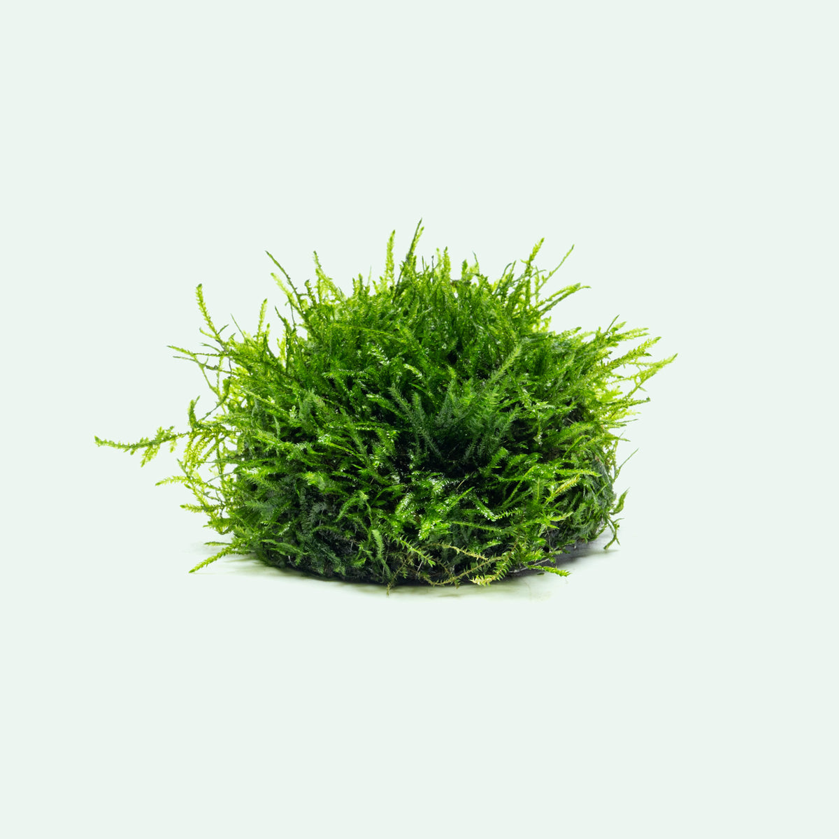Live Christmas Moss-covered aquarium decor