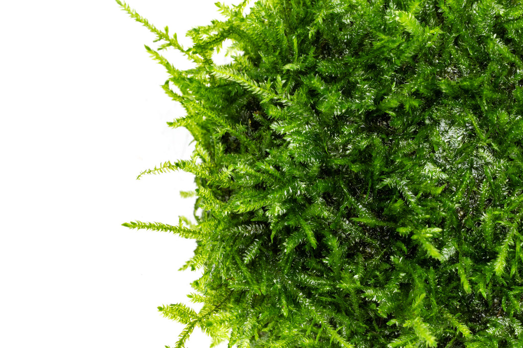 Close-up shot of christmas moss fronds showing color and texture