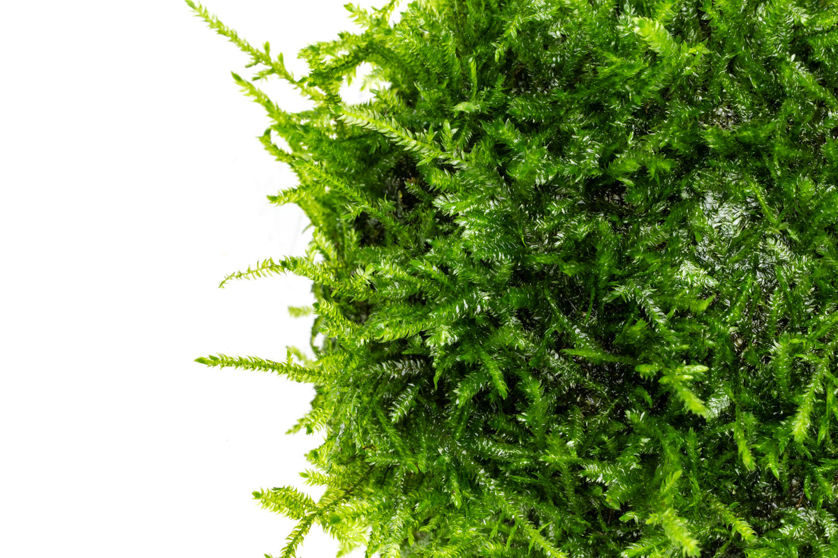Close-up shot of christmas moss fronds showing color and texture