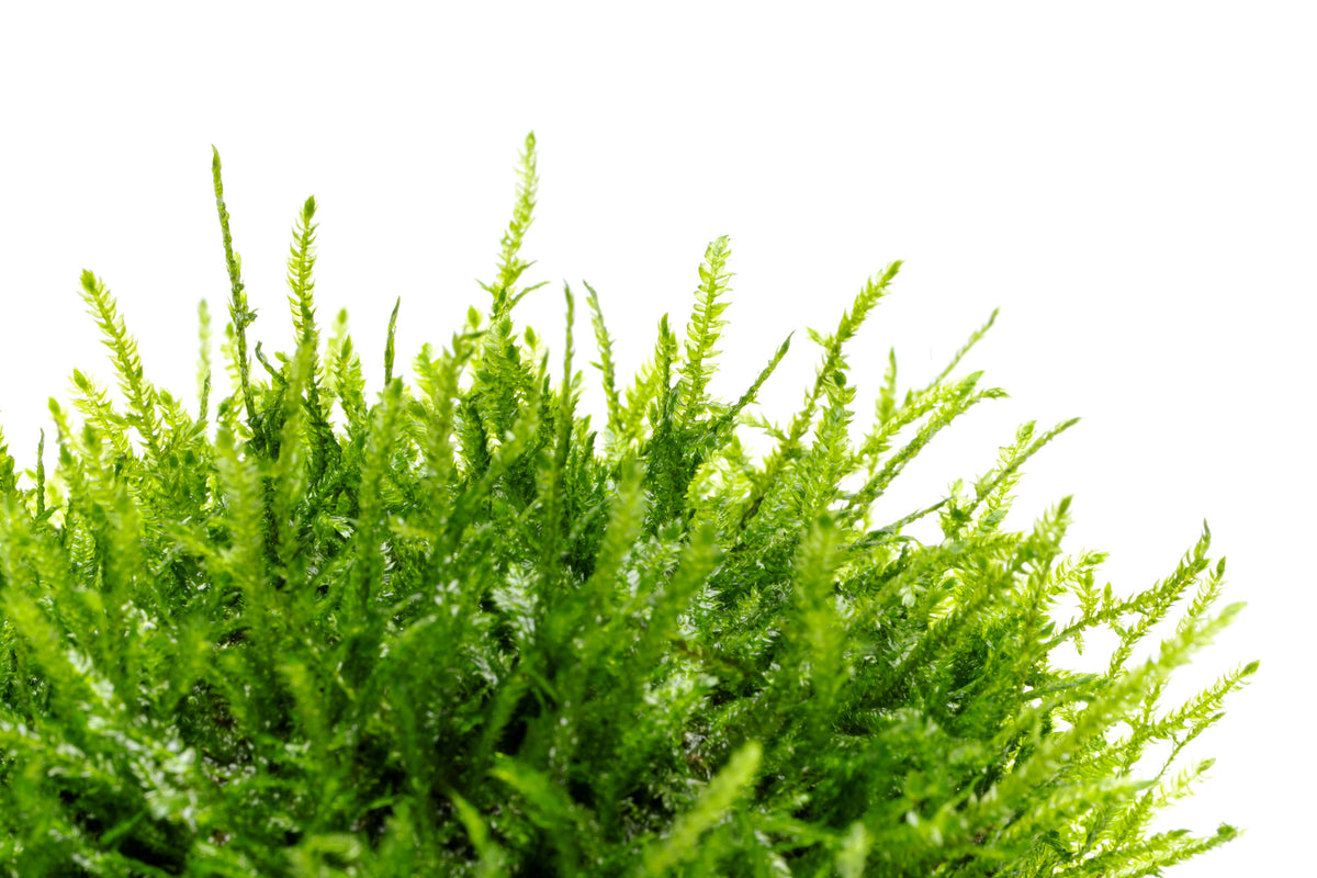 Close-up photo of Christmas Moss Dome live aquatic moss showing color and frond details