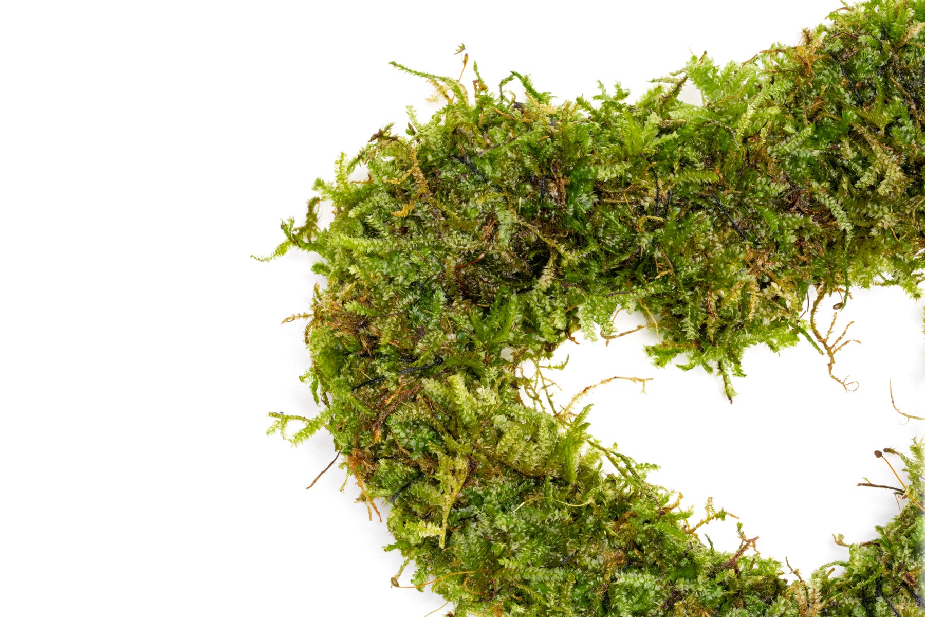 Live Christmas Moss Detail Photo