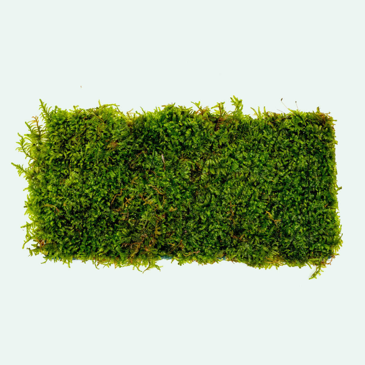 Christmas Moss Fiber Mat Aquarium Moss Decor for Planted Aquarium