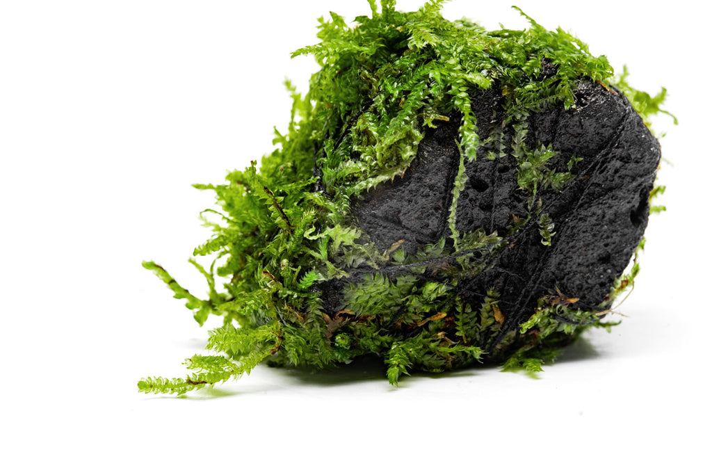 Christmas Moss Lava Rock