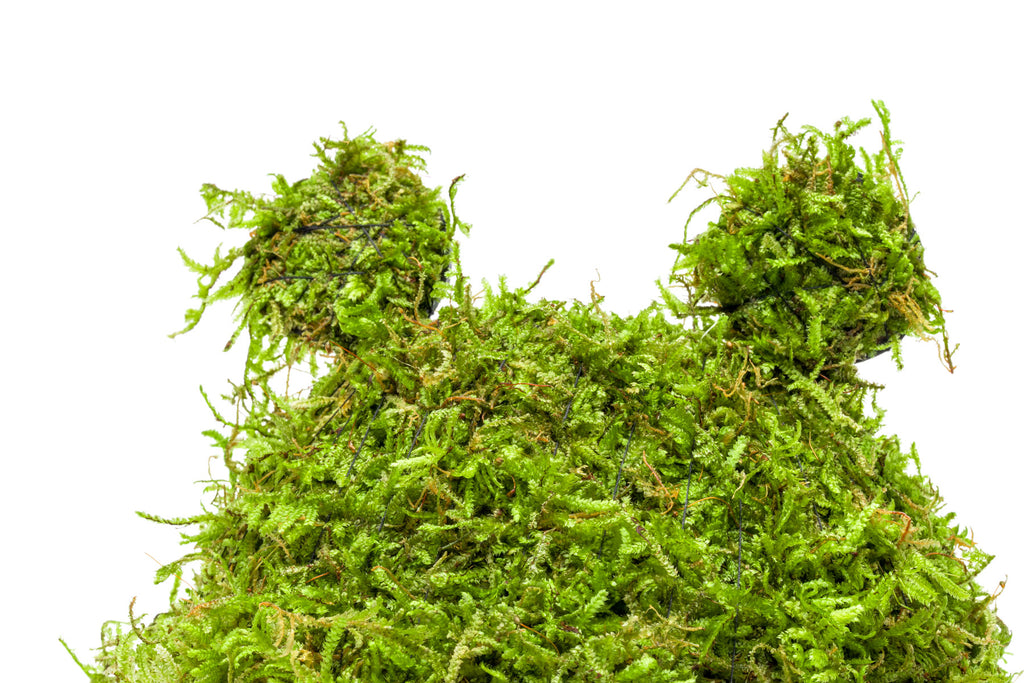 Live Aquarium Decoration with Christmas Moss and Natural Coconut Shell