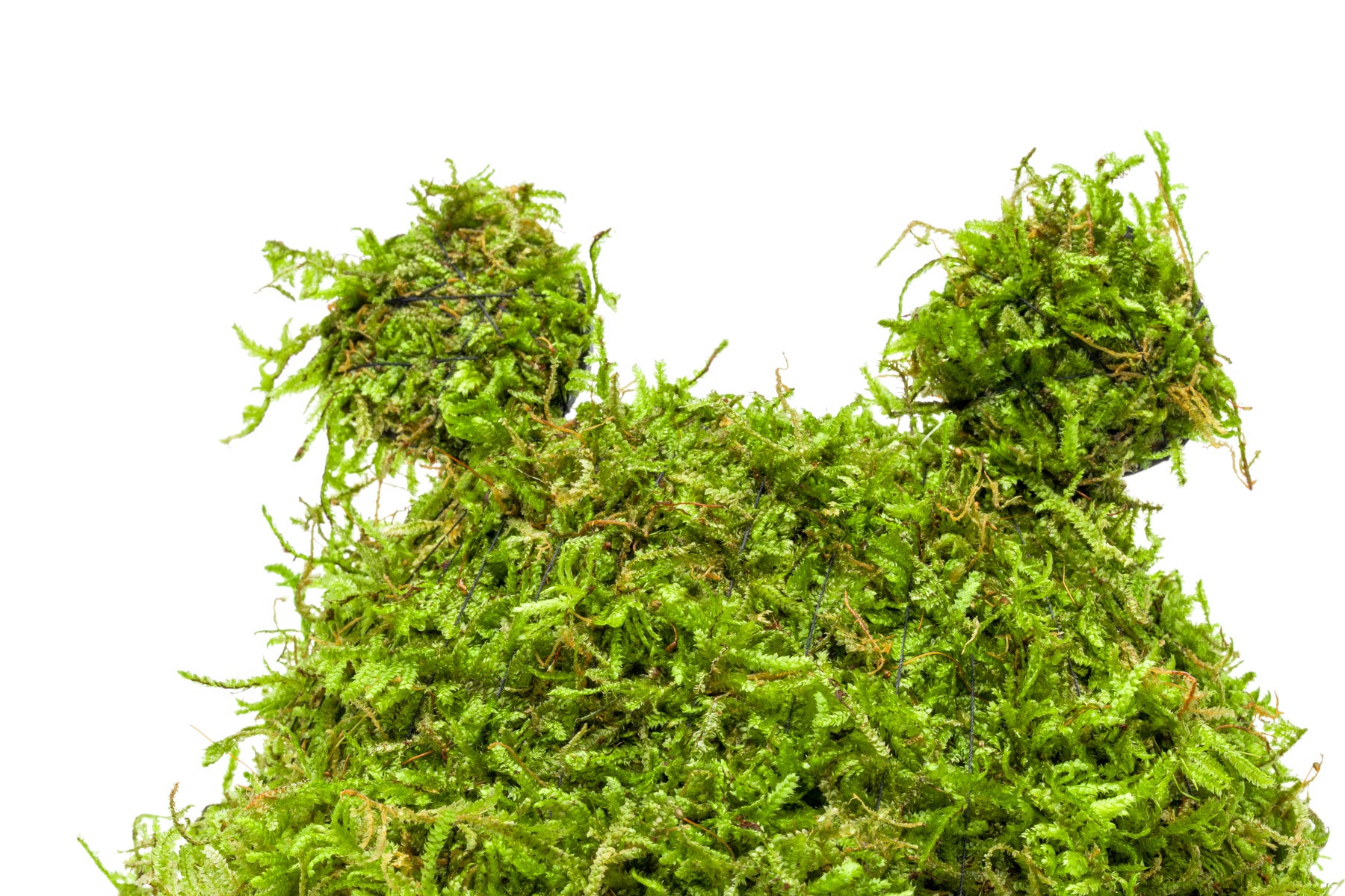 Live Aquarium Decoration with Christmas Moss and Natural Coconut Shell