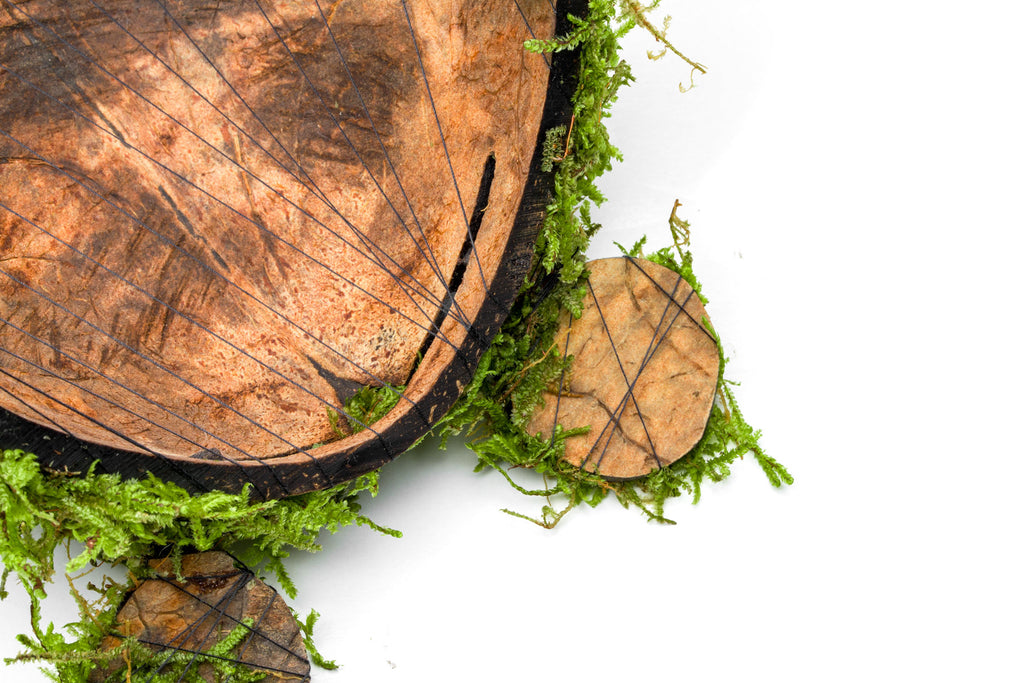 Live Aquarium Moss Tied onto Natural Coconut Shell for Aquariums and Fish Tanks