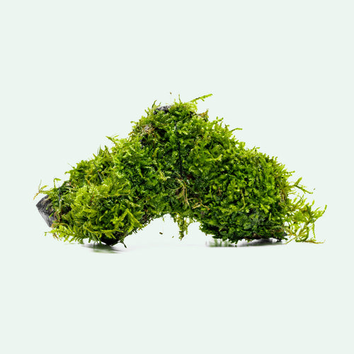 Live Christmas Moss on Driftwood for Planted Tanks, Freshwater aquariums and aquascaping