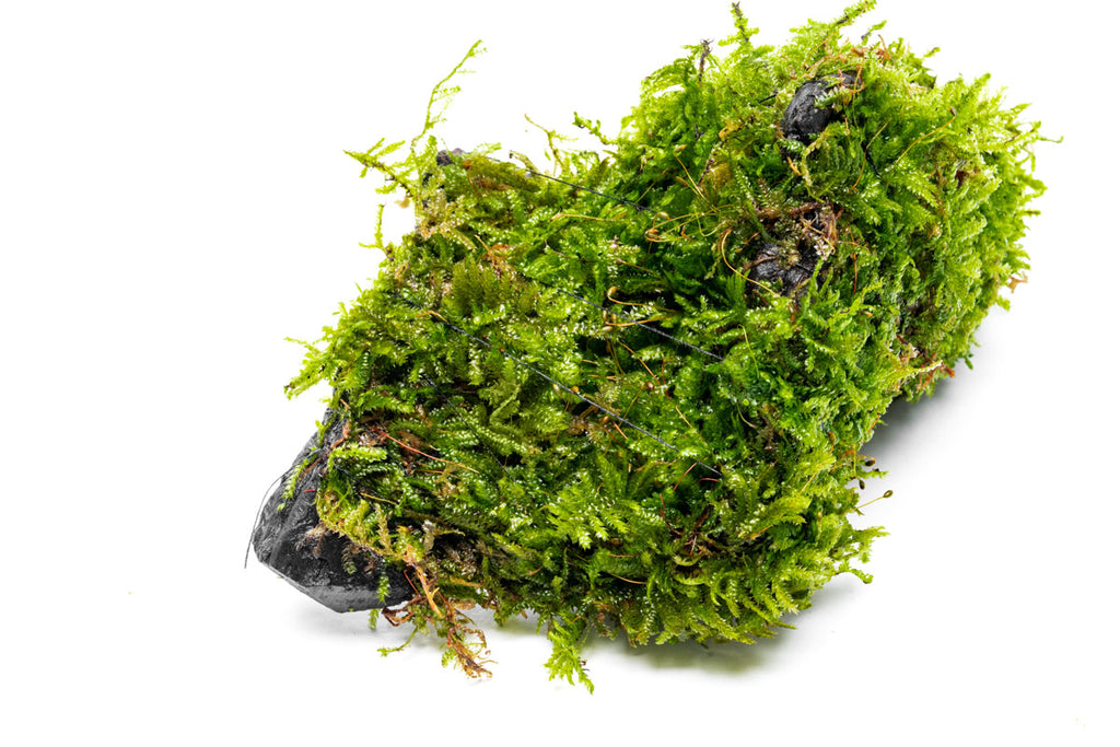 Christmas Moss Driftwood