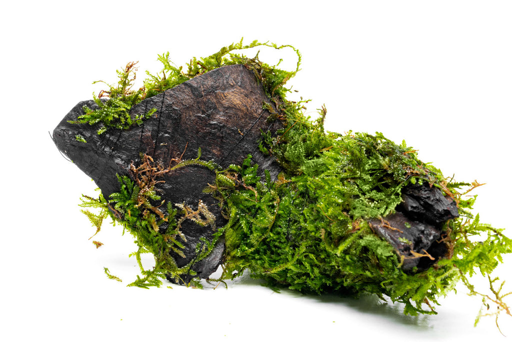 Christmas Moss Driftwood