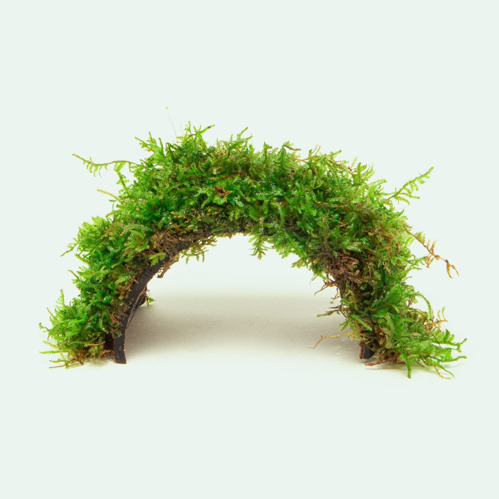 Christmas Moss Bridge Decor | Shop Live Moss Decor - Glass Aqua