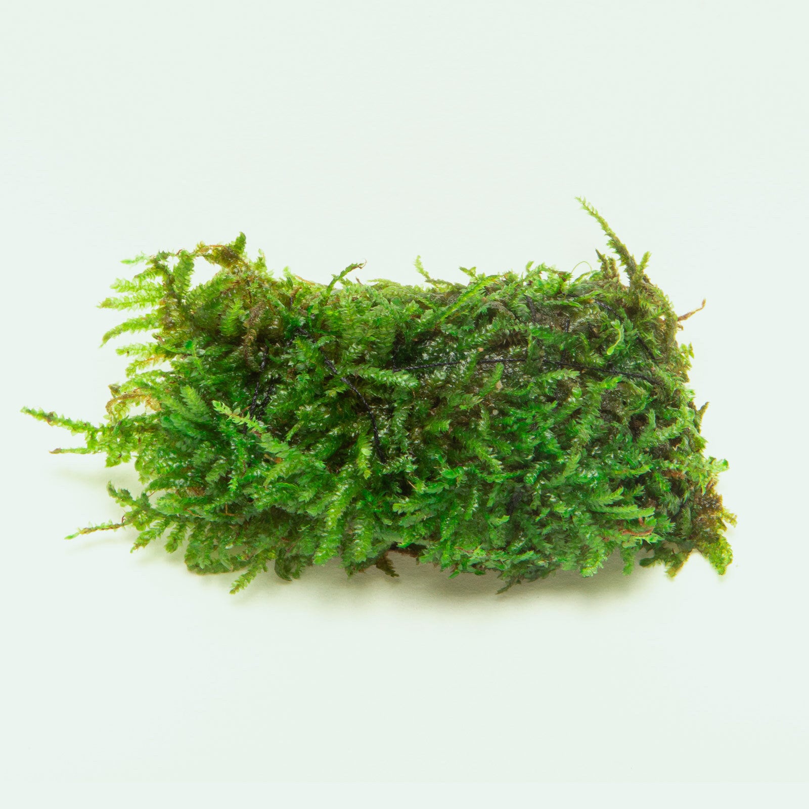 Christmas Moss Decor Block - Glass Aqua