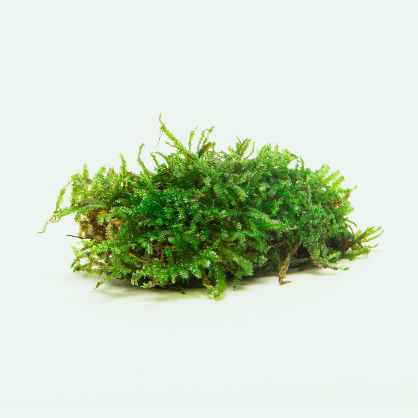 Christmas Moss Decor Block - Glass Aqua