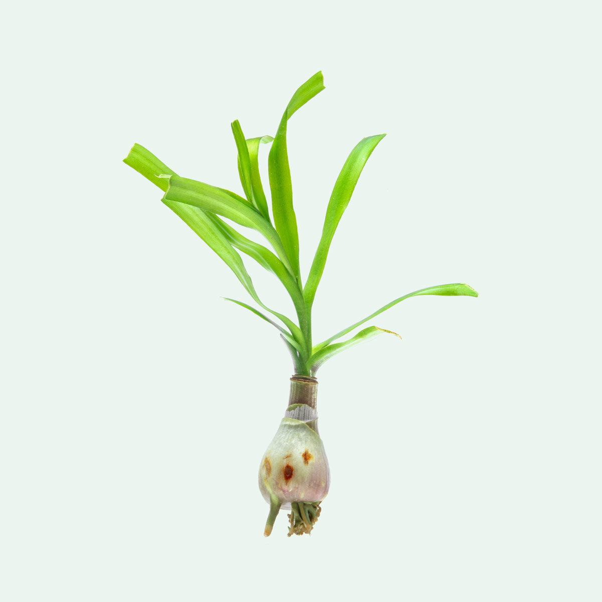 Crinum Thaianum aquarium bulb plant with long, flowing ribbon-like green leaves.