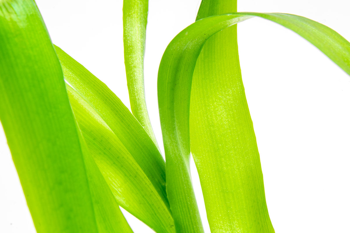 Crinum Thaianum aquarium bulb plant with long, flowing ribbon-like green leaves