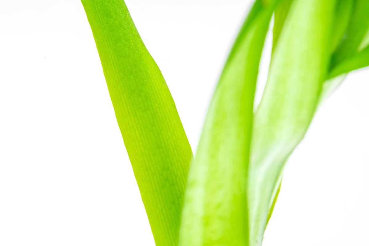 Crinum Thaianum's ribbon-like, bright green leaf texture