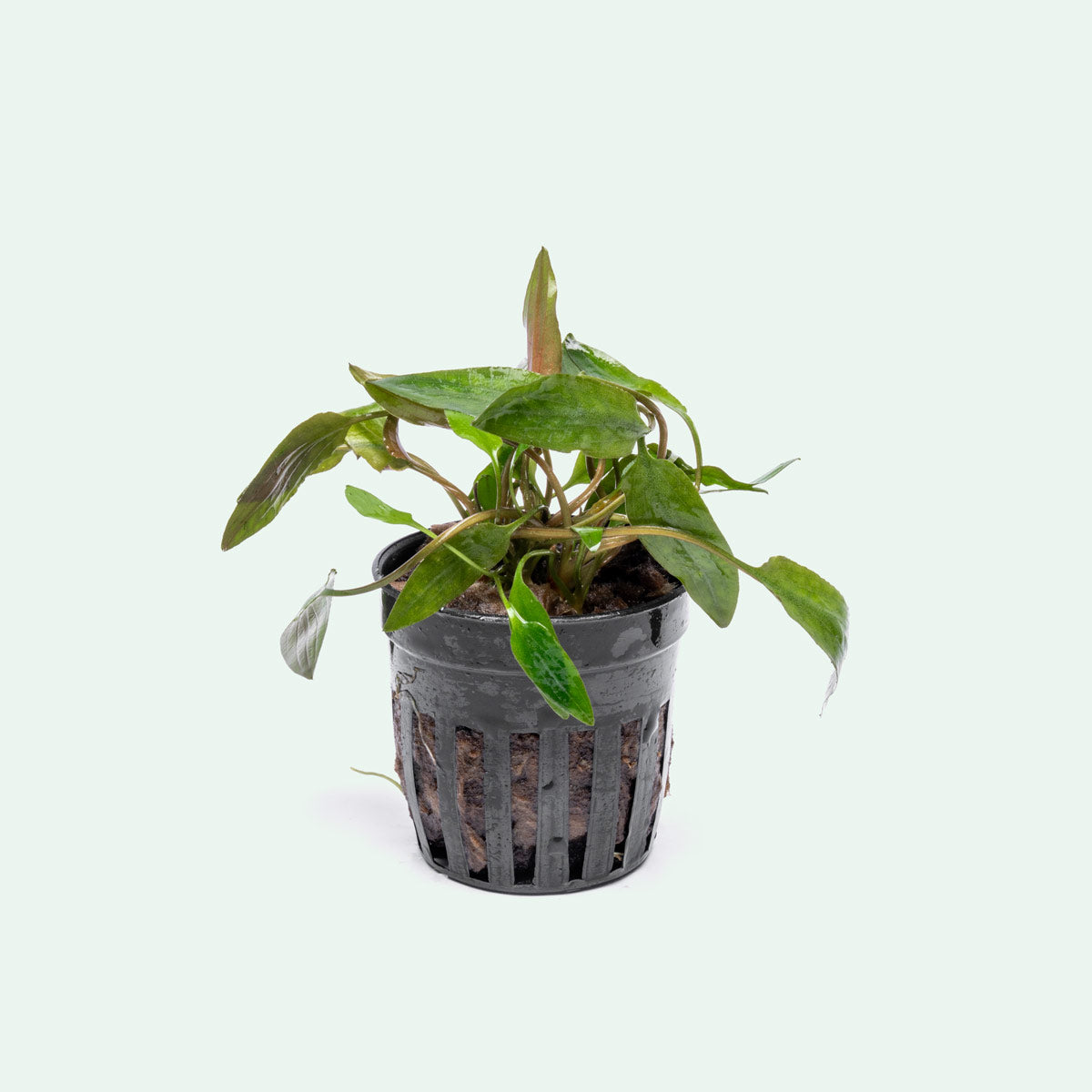 Cryptocoryne Affinis Red - Glass Aqua