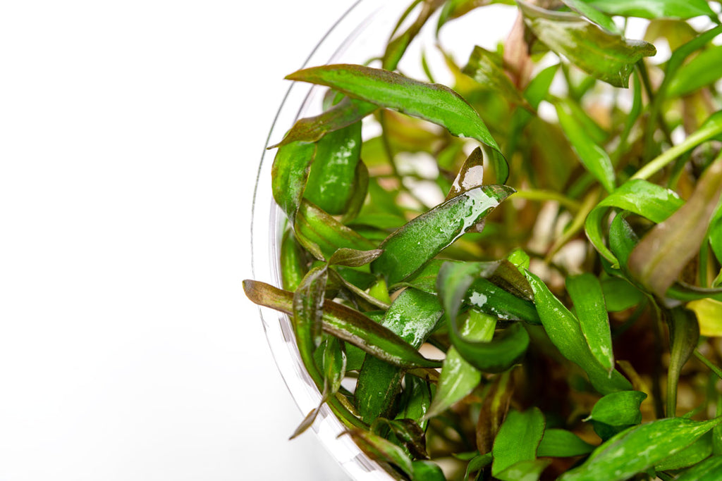 Shop Cryptocoryne Affinis Red Aquatic Plants - Glass Aqua
