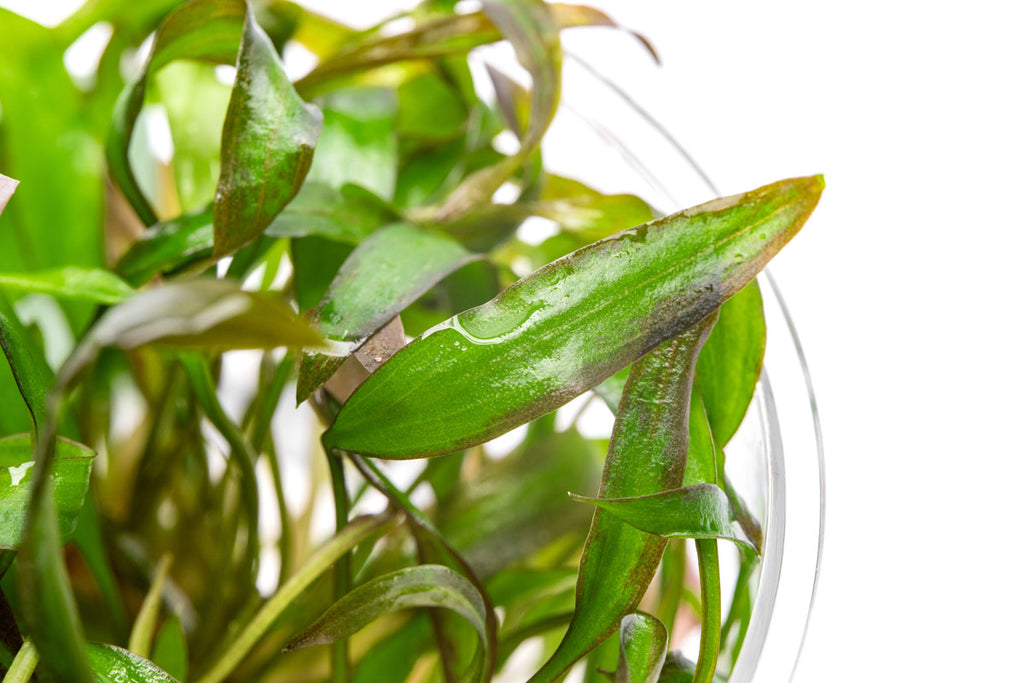 Shop Cryptocoryne Affinis Red Aquatic Plants - Glass Aqua