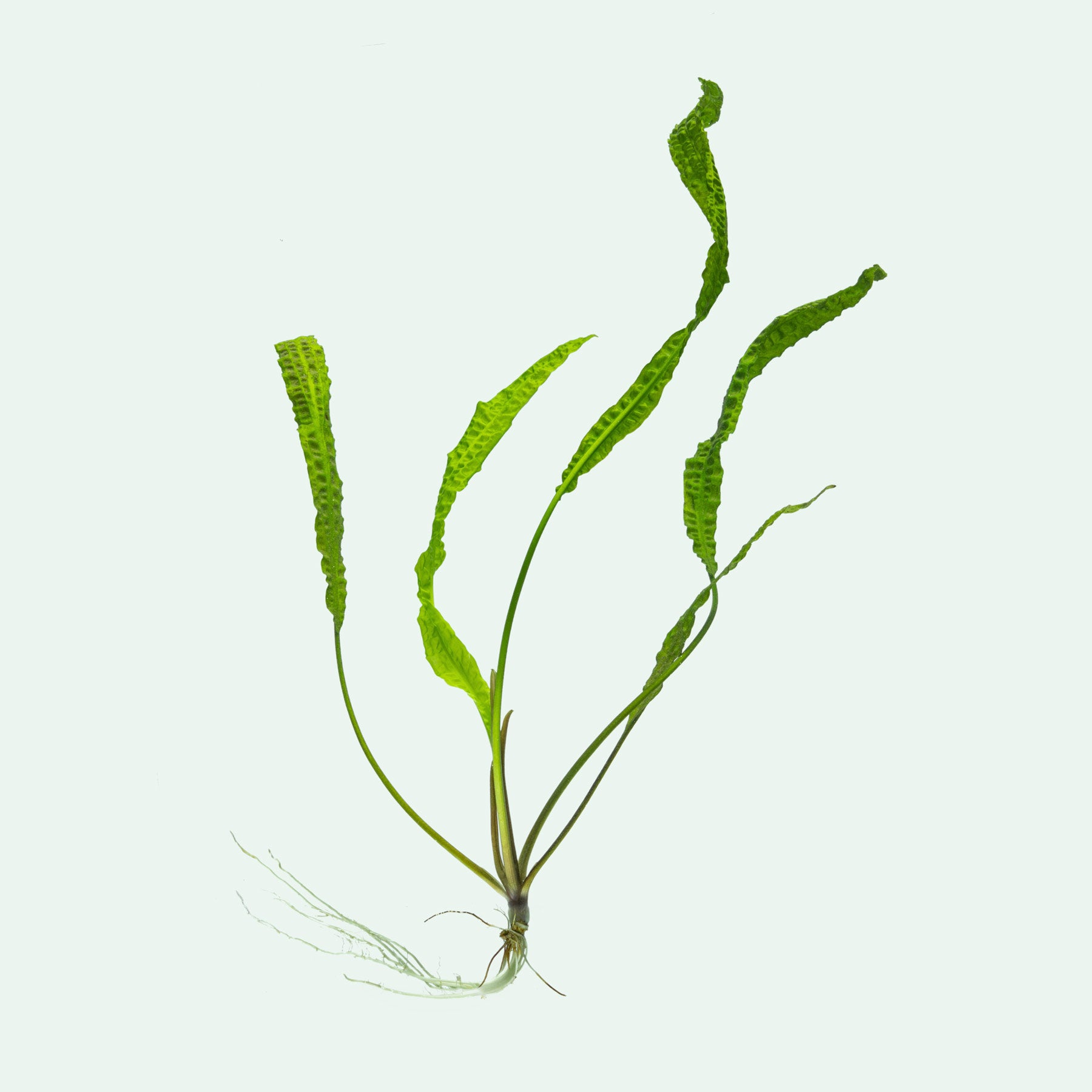 Bare root Cryptocoryne Aponogetifolia live aquatic plant for planted aquariums and aquascaping