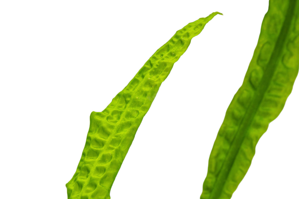 Cryptocoryne Aponogetifolia leaf texture and color