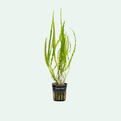 Cryptocoryne Balansae (Crispatula) | Glass Aqua