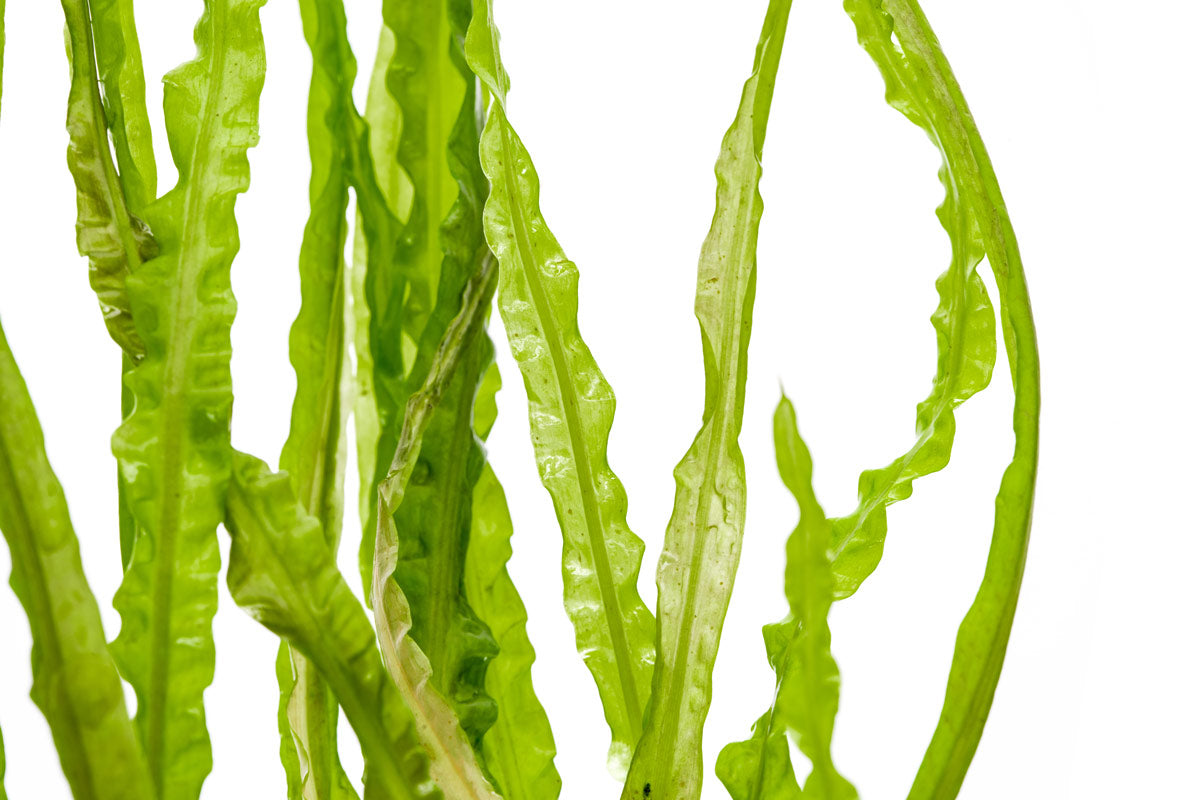 Cryptocoryne Balansae (Crispatula) | Glass Aqua