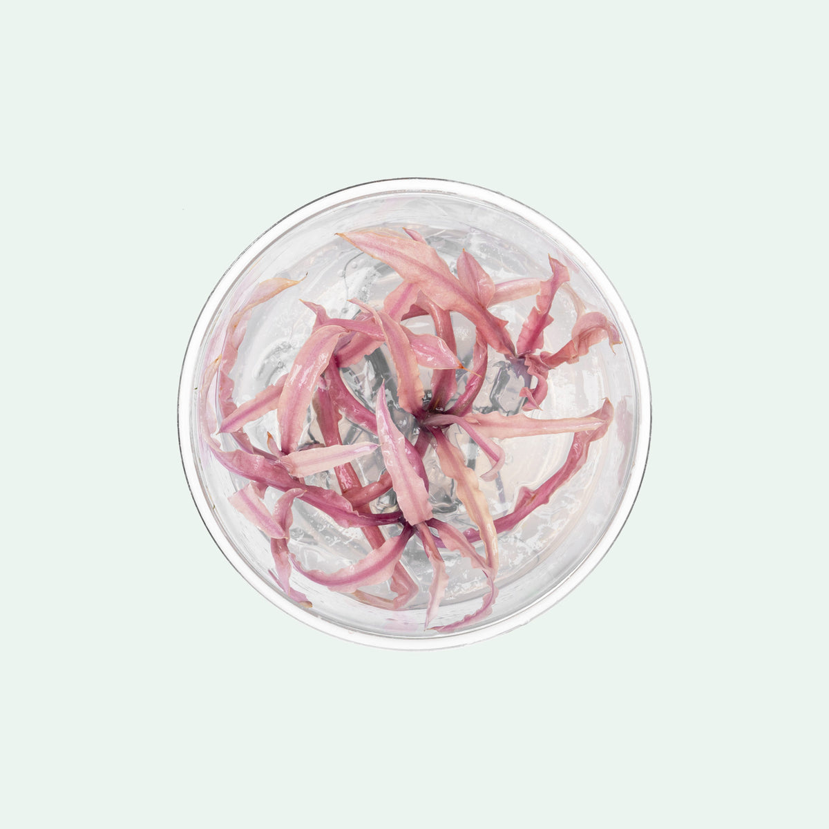 Top-down photo of Cryptocoryne Balansae 'Pink' live aquatic plant in tissue culture form