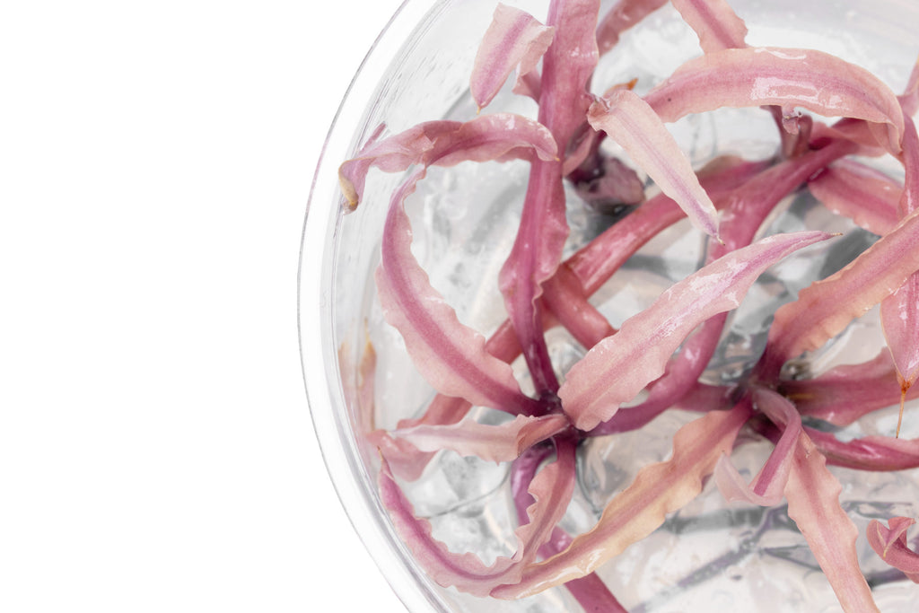 Over-head photo of Cryptocoryne Balansae 'Pink' live tissue culture aquatic plant