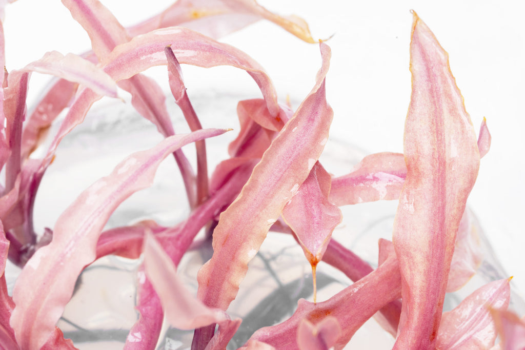 Close-up photo of Cryptocoryne Balansae 'Pink' leaves showing color and texture