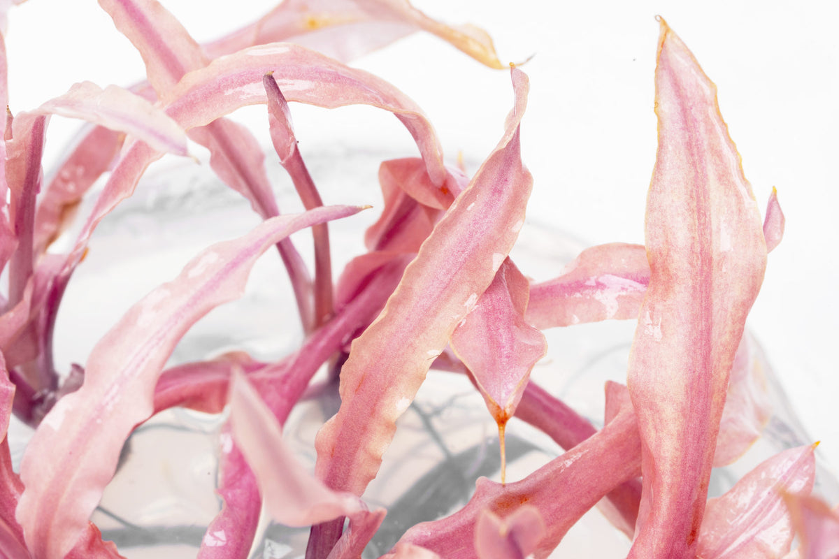 Close-up photo of Cryptocoryne Balansae 'Pink' leaves showing color and texture