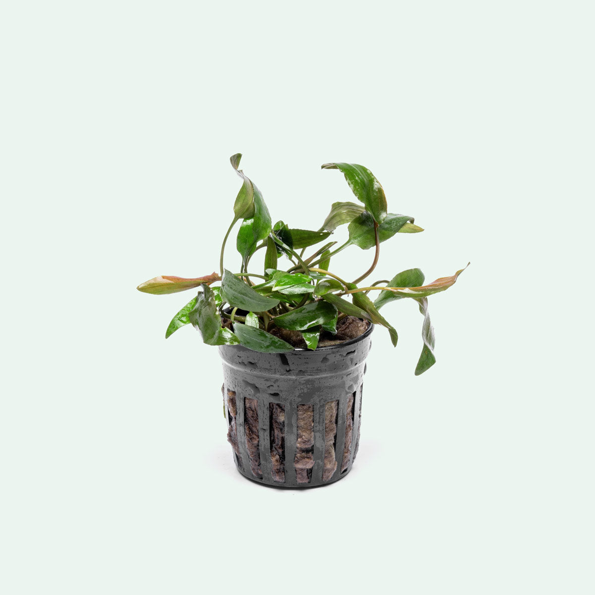 Cryptocoryne Becketii - Glass Aqua