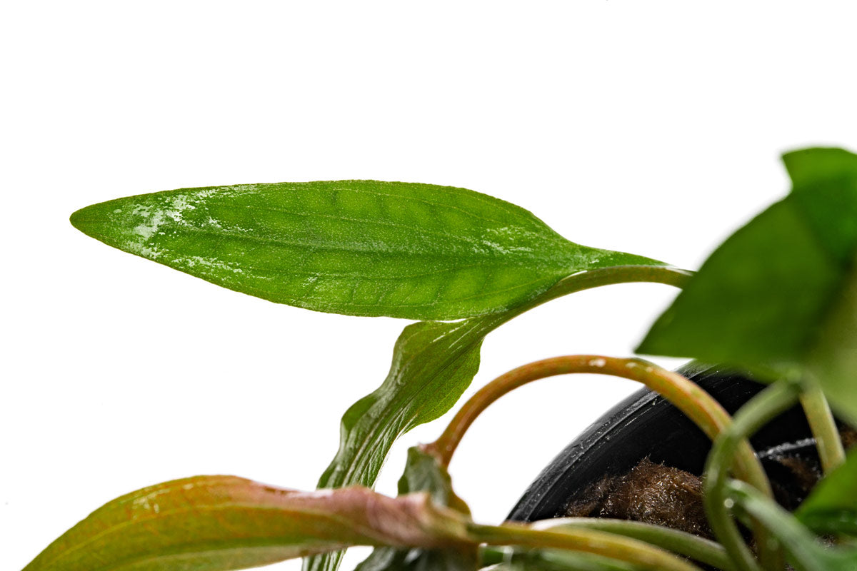 Cryptocoryne Becketii - Glass Aqua