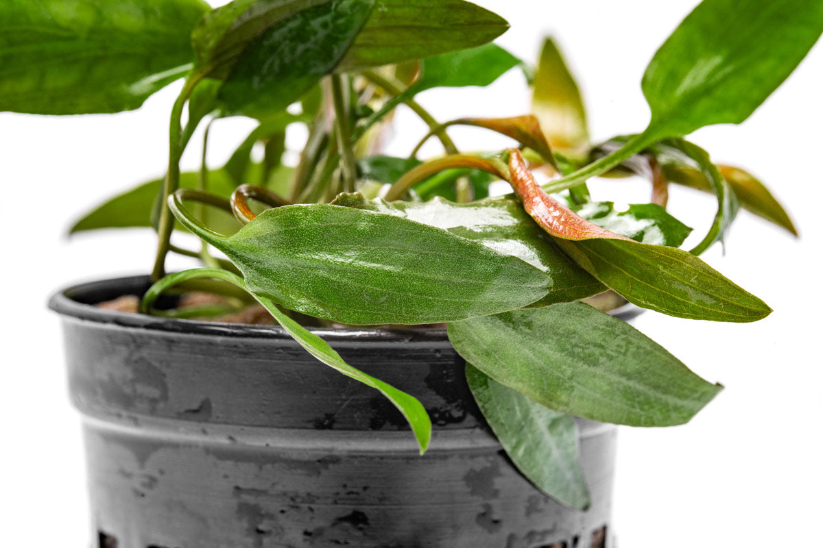 Cryptocoryne Becketii - Glass Aqua
