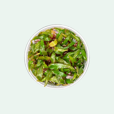 Cryptocoryne Beckettii Petchii - Glass Aqua