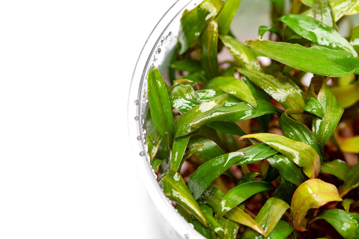 Cryptocoryne Beckettii Petchii - Glass Aqua
