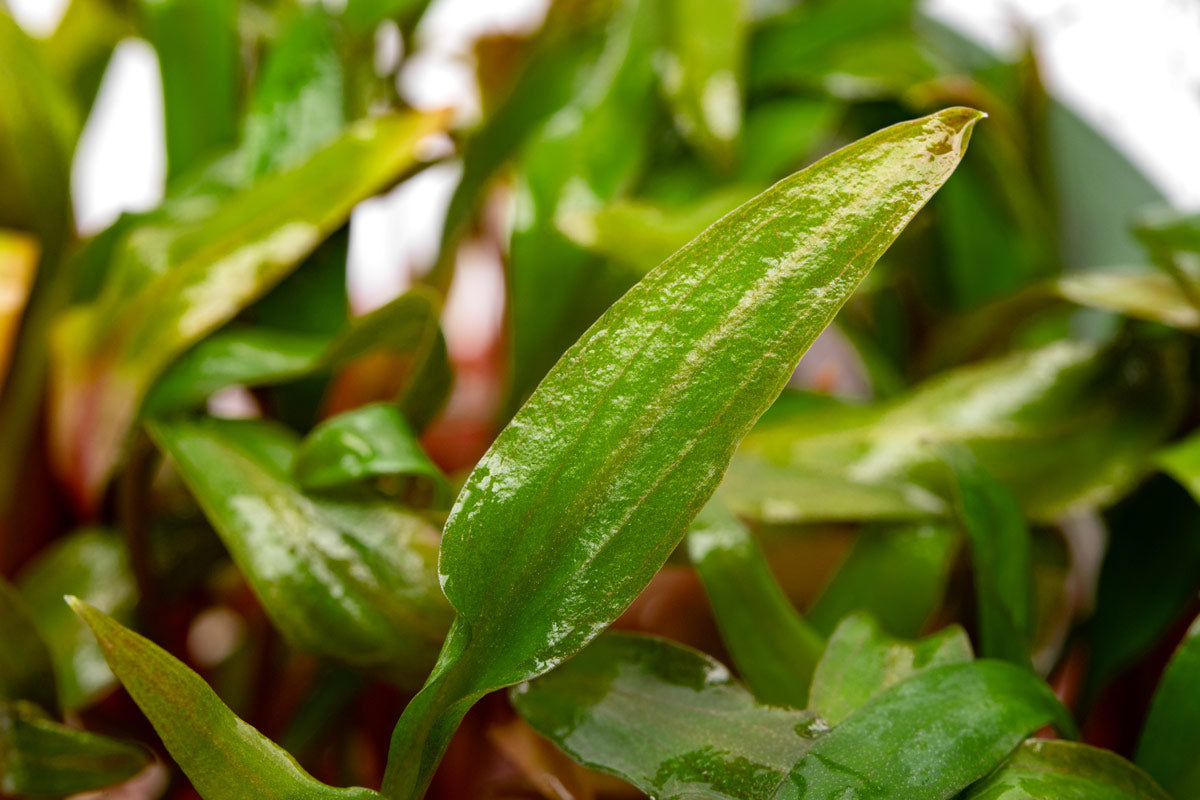 Cryptocoryne Beckettii Petchii - Glass Aqua