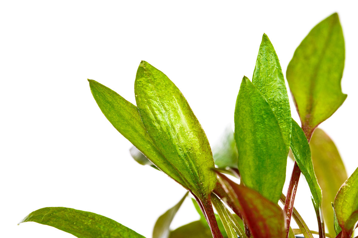 Cryptocoryne Florida Sunset - Glass Aqua