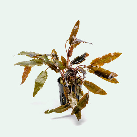 Cryptocoryne Hudoroi Live Aquarium Plant for Planted Aquarium Tank