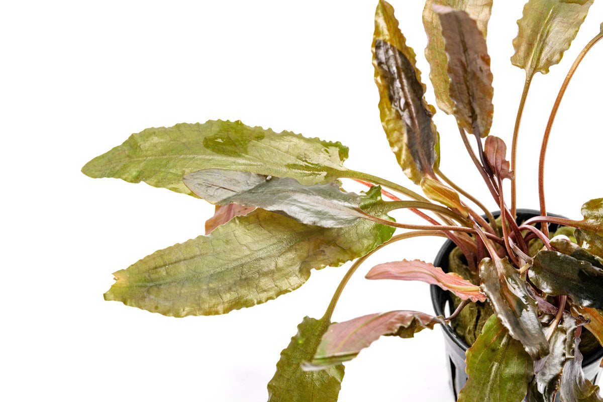 Cryptocoryne Hudoroi Live Aquarium Plant for Planted Aquarium Tank