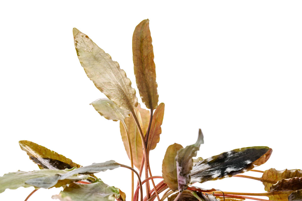Cryptocoryne Hudoroi Live Aquarium Plant for Planted Aquarium Tank
