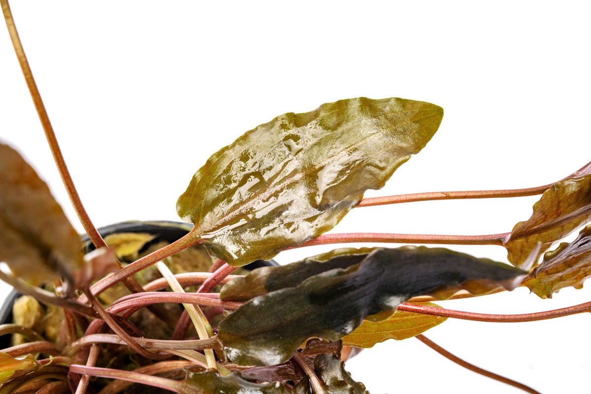 Cryptocoryne Hudoroi Live Aquarium Plant for Planted Aquarium Tank
