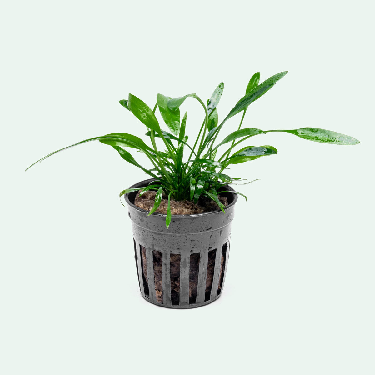 Cryptocoryne Lucens