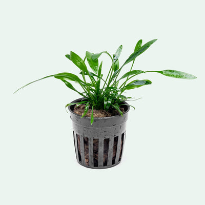 Cryptocoryne Lucens - Glass Aqua